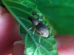 Metapocyrtus adspersus