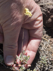 Eriogonum marifolium