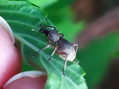 Metapocyrtus adspersus