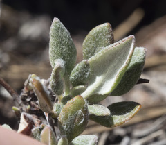 Eriogonum marifolium