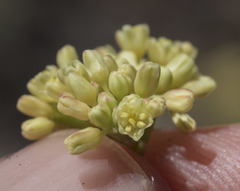 Eriogonum marifolium