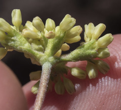 Eriogonum marifolium