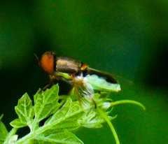 Hedriodiscus vertebratus