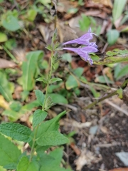 Nepeta sibirica