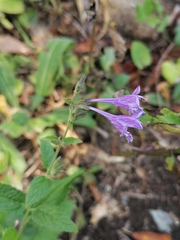 Nepeta sibirica