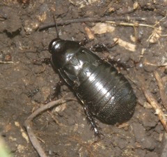 Panesthiinae
