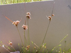 Juncus occidentalis