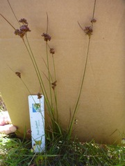 Juncus occidentalis