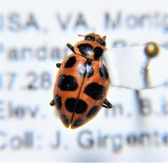 Coleomegilla maculata lengi