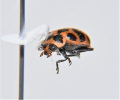 Coleomegilla maculata lengi