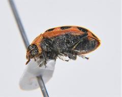 Coleomegilla maculata lengi