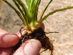 Isoetes melanopoda