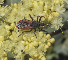 Rhynocoris ventralis
