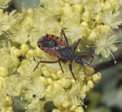 Rhynocoris ventralis