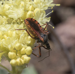 Rhynocoris ventralis