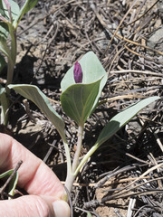 Cycladenia humilis