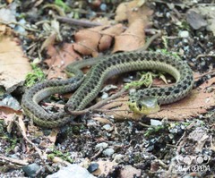 Thamnophis sirtalis sirtalis