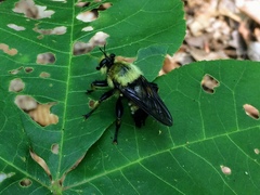 Laphria grossa