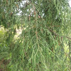 Juniperus flaccida