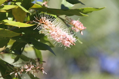 Macadamia ternifolia