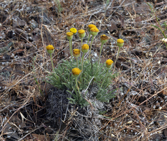Erigeron chrysopsidis austiniae