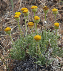 Erigeron chrysopsidis austiniae