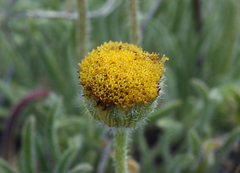 Erigeron chrysopsidis austiniae