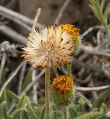 Erigeron chrysopsidis austiniae