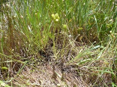 Castilleja rubicundula lithospermoides