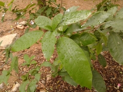 Capparidastrum frondosum