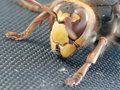 Vespa crabro altaica