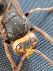 Vespa crabro altaica
