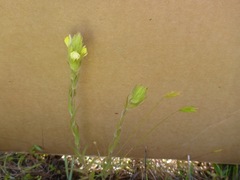 Castilleja rubicundula lithospermoides