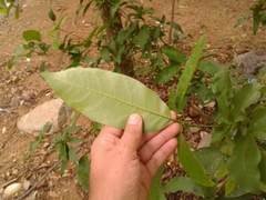 Capparidastrum frondosum