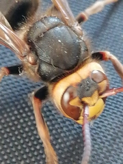 Vespa crabro altaica