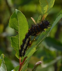 Hemileuca nevadensis