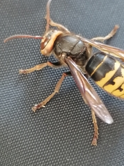 Vespa crabro altaica