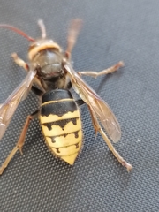 Vespa crabro altaica