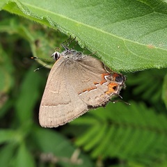 Electrostrymon guzanta