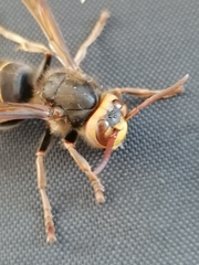 Vespa crabro altaica