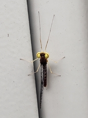 Leucrocuta umbratica