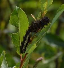 Hemileuca nevadensis