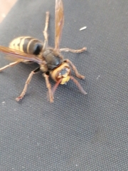 Vespa crabro altaica