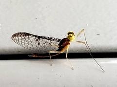 Leucrocuta umbratica