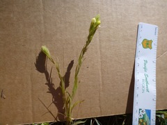 Castilleja rubicundula lithospermoides