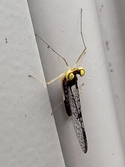 Leucrocuta umbratica