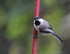 Poecile atricapillus