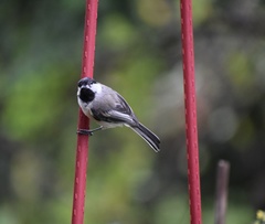 Poecile atricapillus