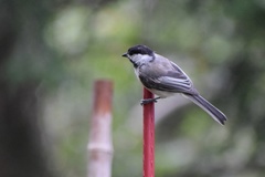 Poecile atricapillus