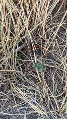 Nicrophorus marginatus